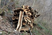 18 Catasta di tronchi di castagno da poco tafgliati